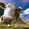 кРС коровы, телки , быки ДОРОГО в Кизеле