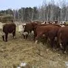коровы породы Герефорд в Магнитогорске