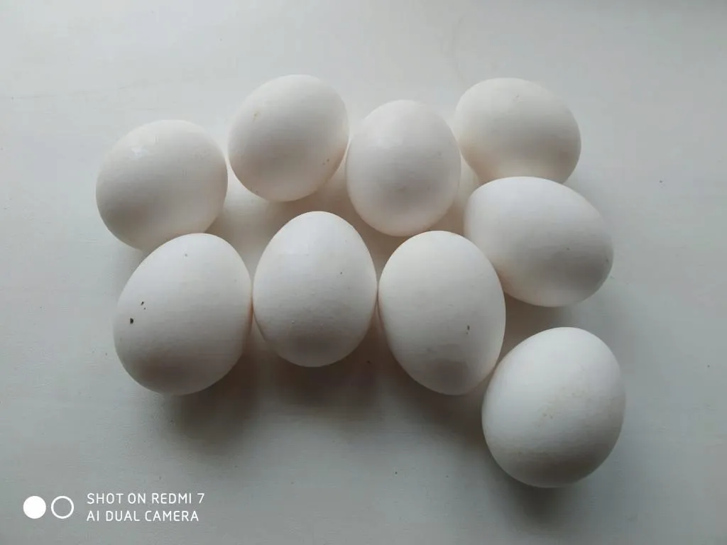 фотография продукта Яйцо куриное оптом (С0,С1 белые)