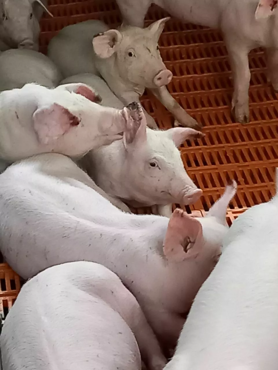 Фотография продукта Свиньи на доращивание 40-60 кг