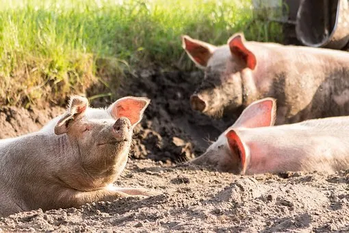 Вспышка африканской чумы свиней впервые произошла в Пермском крае  