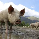 В Пермском крае ищут источник распространения чумы свиней