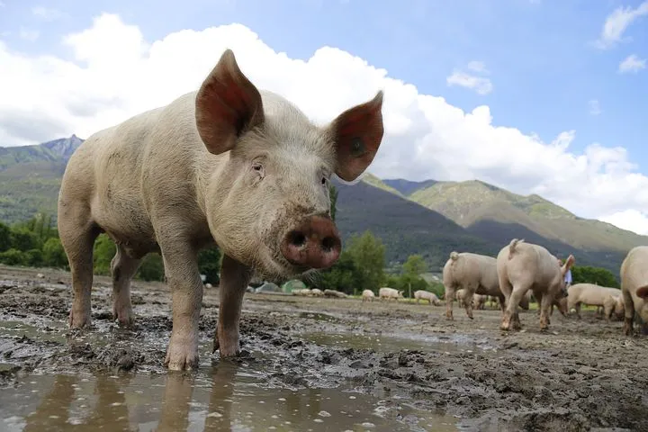 В Пермском крае ищут источник распространения чумы свиней
