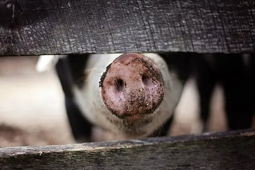 Чума подложила свинью. В Прикамье обнаружили три очага опасного заболевания