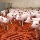 В Пермском крае сняли ограничения по африканской чуме свиней