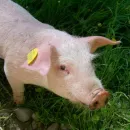 В Перми изобрели прибор и программу для диагностики африканской чумы свиней