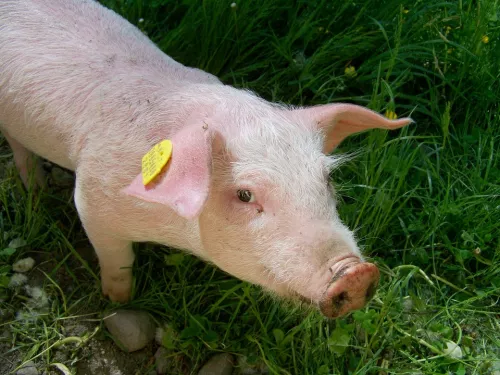 В Перми изобрели прибор и программу для диагностики африканской чумы свиней