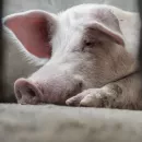 Пермский край: депутаты заксобрания поспорили о субсидиях для свиноводства
