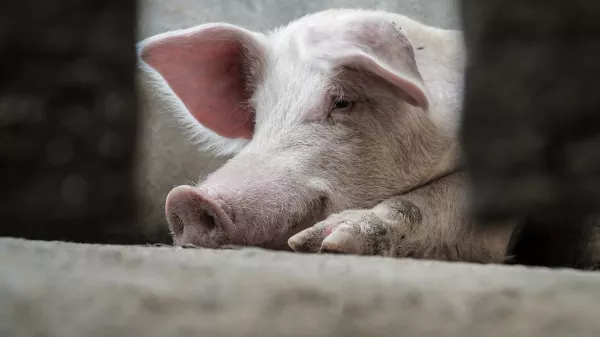 Пермский край: депутаты заксобрания поспорили о субсидиях для свиноводства