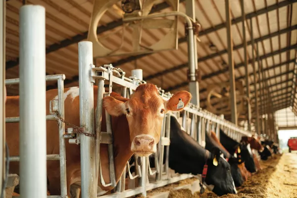 В Пермском крае глава крестьянского хозяйства привлечен к ответственности за нарушения при содержании сельскохозяйственных животных