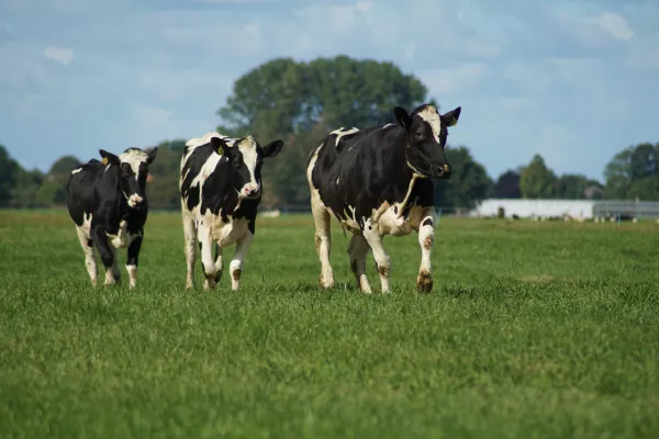 В Пермской области фермеры содержали коров без ветеринарных документов