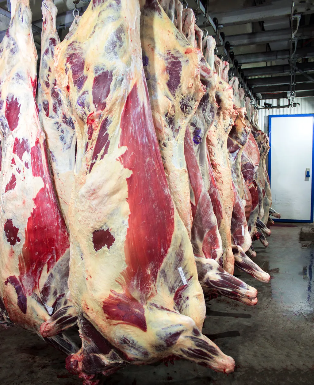 фотография продукта Мясо говядины в П/Т 1-2 кат. ОХЛ/ЗАМ