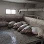 свиньи живок в Перми и Пермском крае
