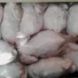 мясо кур несушки в пакете 1й сорт в Перми и Пермском крае